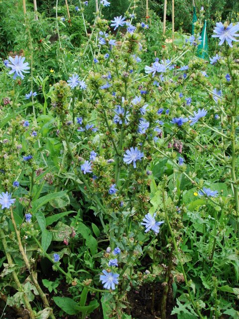 Cichorum intybus